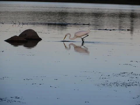 Egret Stock Photos
