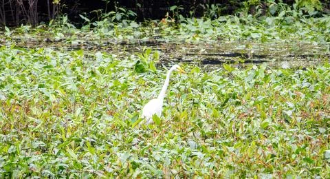 Egret Stock Photos