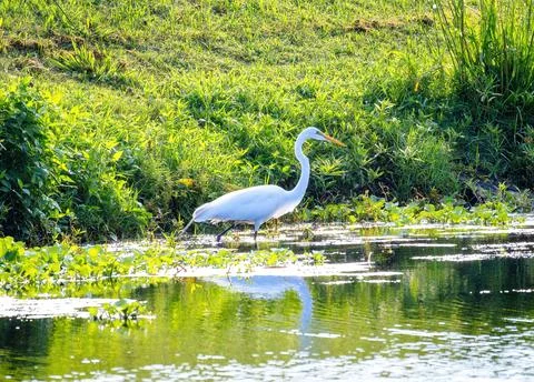 Egret Stock Photos
