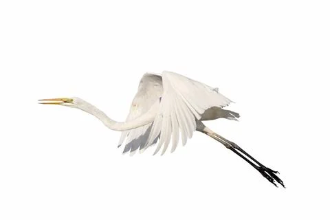 Egret Foto stock