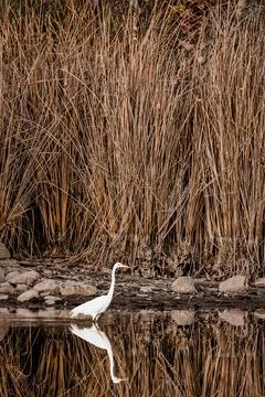The Egret Foto stock
