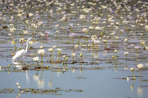 A Egret. Stock Photos