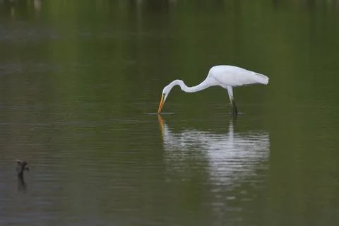 Egret Stock Photos