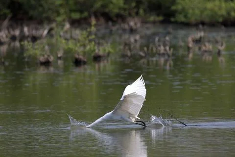 Egret Stock Photos