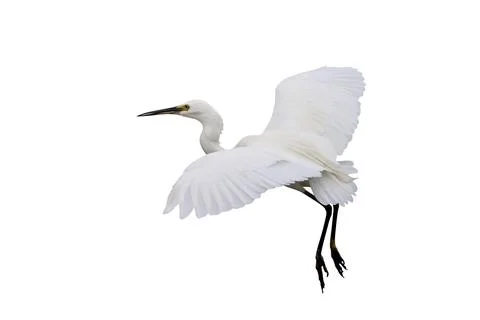 Egret Stock Photos