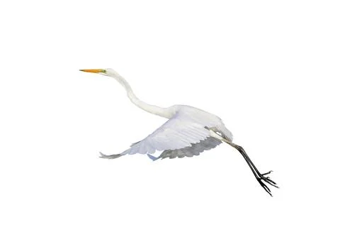 Egret Stock Photos