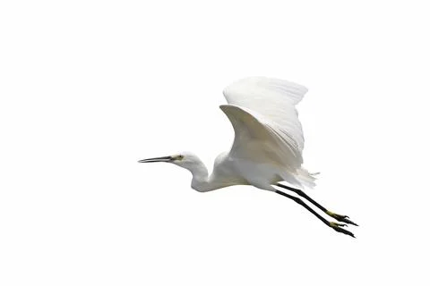 Egret Stock Photos