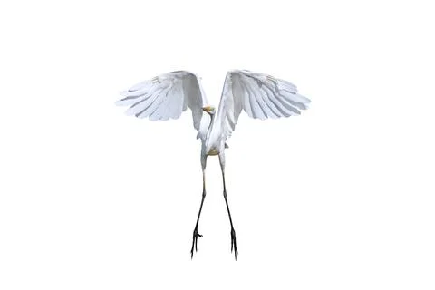 Egret 스톡 사진