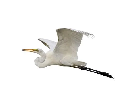 Egret Stock-Fotos