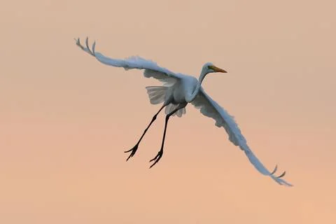 Egret Stock Photos