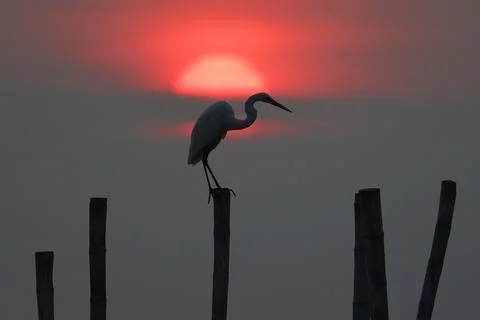 Egret Stock Photos