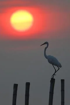 Egret Stock Photos