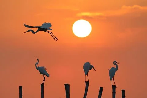Egret 스톡 사진