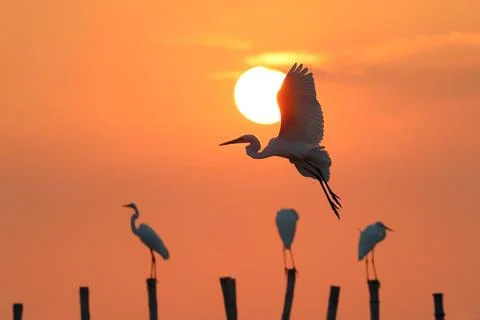 Egret Foto stock