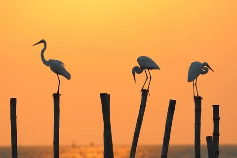 Egret Foto stock