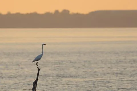 Egret Foto stock