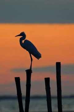 Egret Stock Photos