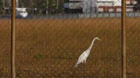 Egret, plane in the background Video stock 244196939