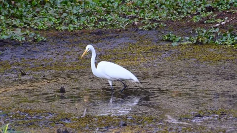 Egret in a pond Stock Footage 108516434