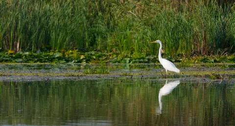 Egret in the pond Stock Photos