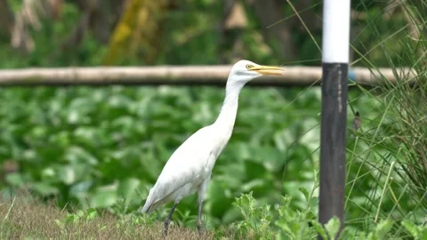 Egret Portrait Video Stock Footage 303805116