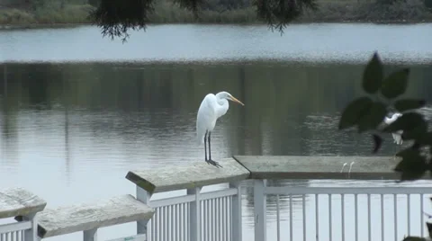 Egret Preening Feathers 3 Stockbeeldmateriaal 33690077