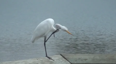 Egret Preening Feathers Stockbeeldmateriaal 33689824