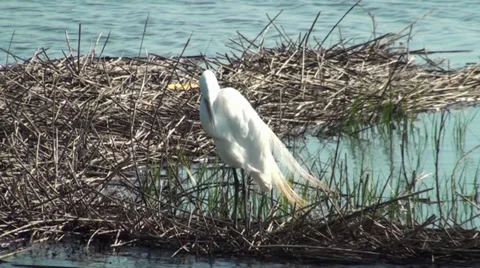 Egret Preening Stock Footage 27348840