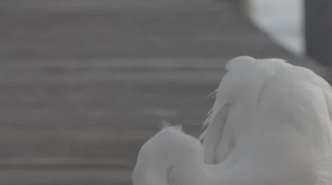 Egret preening its feathers Stock Footage 39675911