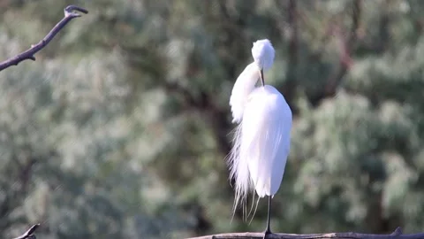 Egret preening slomo Stock Footage