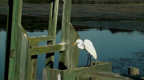 Egret preening with a small bird flying up next to it Stock Footage 27347608