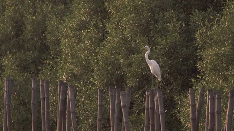 Egret preens on a bamboo stump Stock Footage 77583448