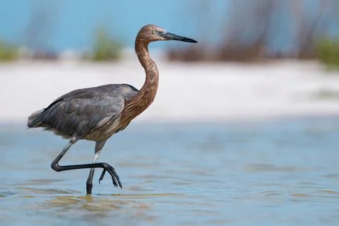 Egret. Reddish Egret or Egretta rufescens. Florida wildlife bird. Stock Photos