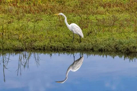 An Egret reflection Stock Photos