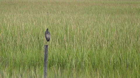 Egret resting on post in the marsh. Stock Footage 161290015