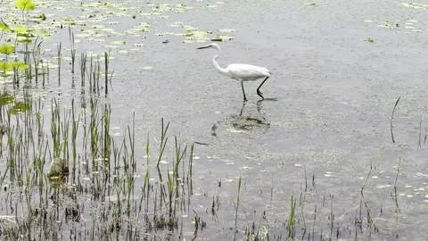 Egret in a River Stock-Footage 338402922