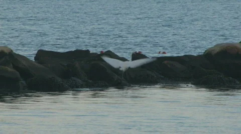 Egret in the rocks 1 hdp Stock Footage 486840