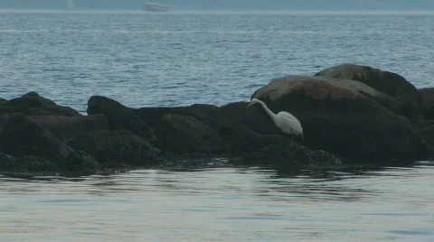 Egret in the rocks 2 hdp 스톡 동영상 486851