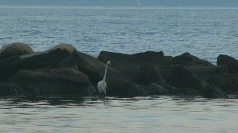 Egret in the rocks 3 hdp 스톡 동영상 486878