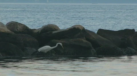 Egret in the rocks 4 hdp Video stock 486900
