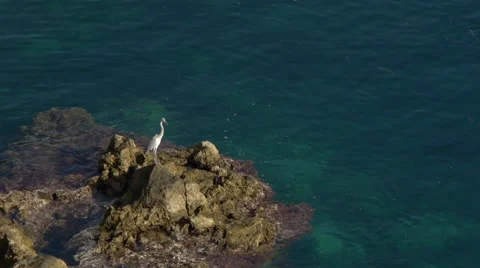 Egret on rocks Video stock 58104373