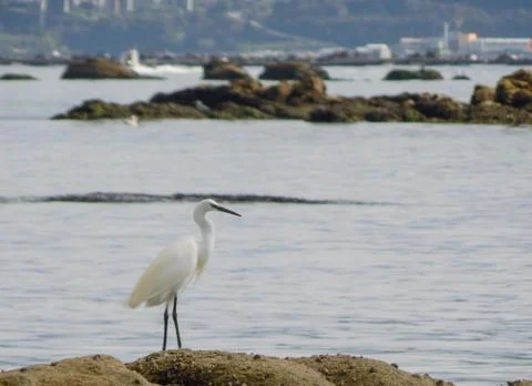 Egret on the rocks Stock Photos