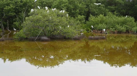 Egret Sanctuary Stock Footage 1087788