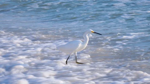 Egret in the shallow waves darting about catching small fish 스톡 동영상 123680680