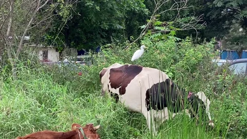 Egret sitting on the cow Stock Footage 167693517
