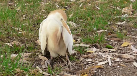 Egret sitting on grass 스톡 동영상 39802826