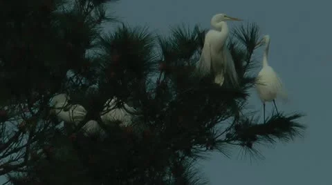 Egret spring mating season Stock Footage 11115217