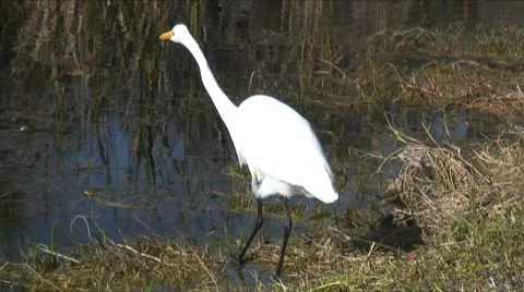 Egret stance 스톡 동영상 7746056