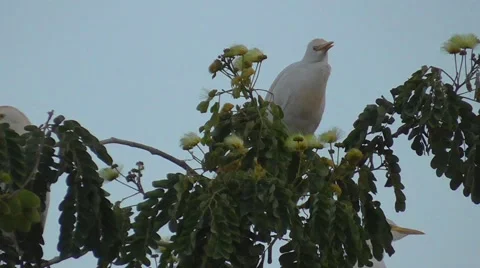 Egret standing on a branch Stock Footage 42067187