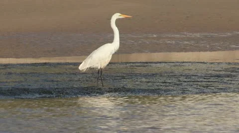 Egret standing in a river and fluffing its feathers Stock Footage 11139288